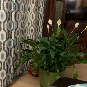 Meet your Posher, Faith